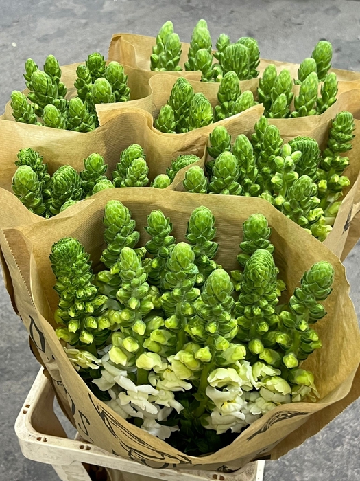 <h4>ANTHIRRINUM POTOMAC EARLY WHITE</h4>