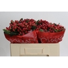 Hypericum True Romance