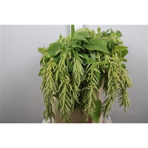 Amar Ca Green Cord