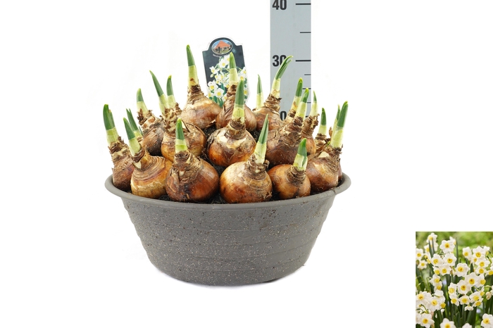 <h4>Narcissus Avalanche</h4>