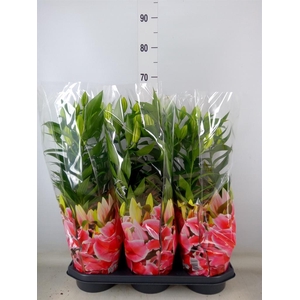 Lilium ori.  'After Eight'