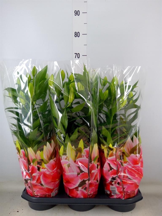 <h4>Lilium ori.  'After Eight'</h4>