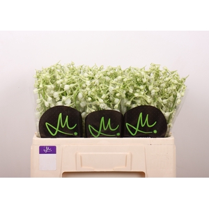 DELPH EN BE AN WHITE