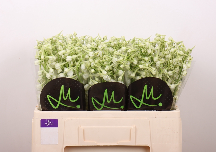 <h4>DELPH EN BE AN WHITE</h4>