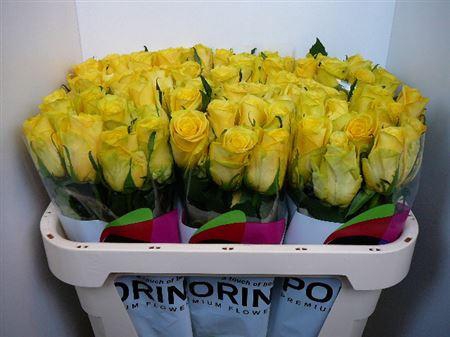 <h4>R Gr Yelloween</h4>