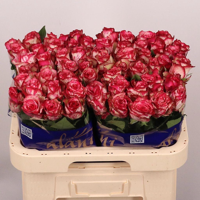 <h4>Rosa large barracuda</h4>