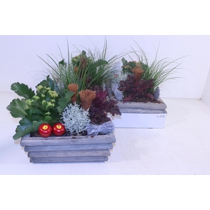 ARR TUINPLANTEN