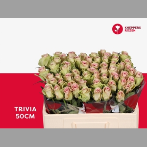 R GR TRIVIA