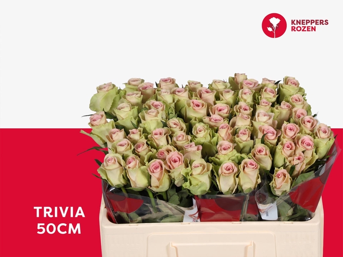 <h4>R GR TRIVIA</h4>