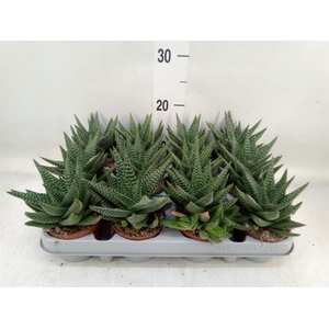 xGasterhaworthia  'Royal Highness'