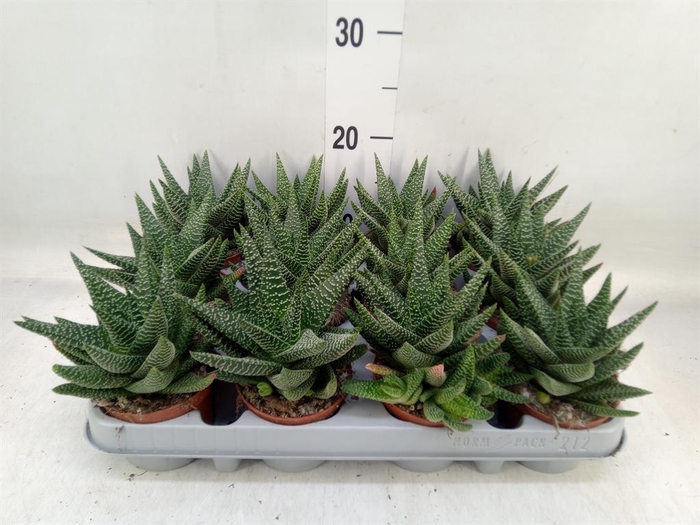 <h4>xGasterhaworthia  'Royal Highness'</h4>