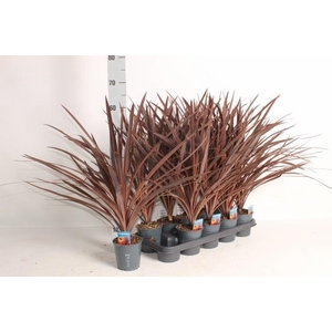 CORD AUS RED STAR