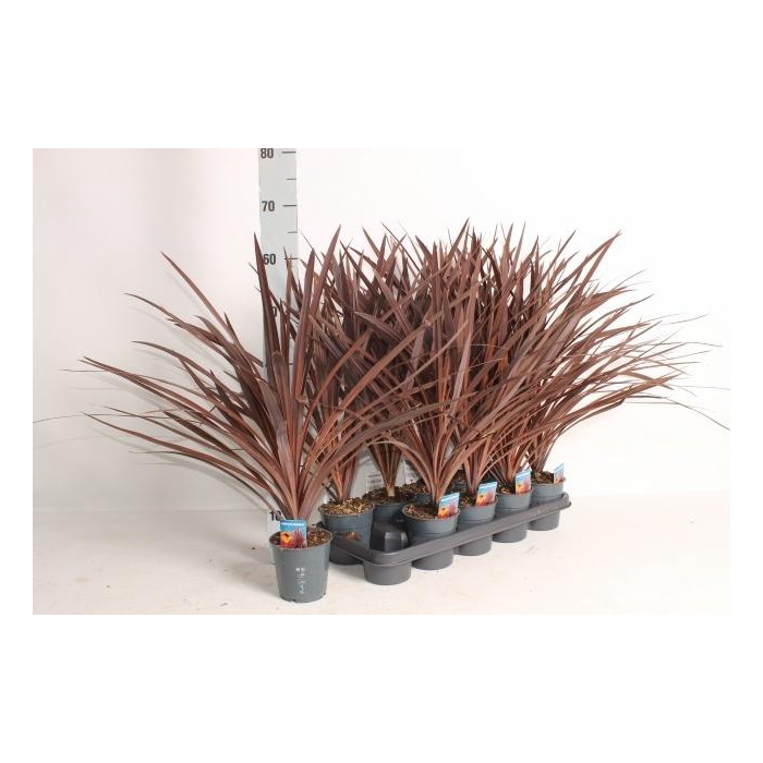 <h4>CORD AUS RED STAR</h4>