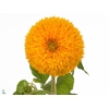 Helianthus Teddy Bear