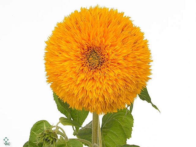 Helianthus Teddy Bear
