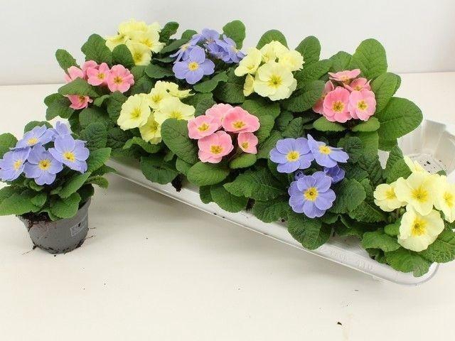 arr8 Prim Ac Candy Gem