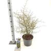 Sophora Little Baby