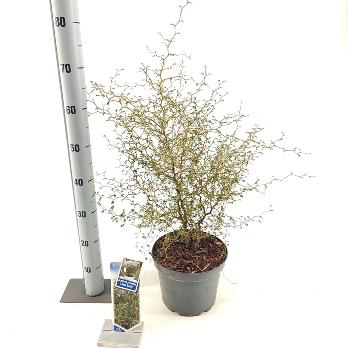 Sophora Little Baby
