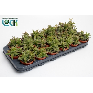 Crassula Falcata