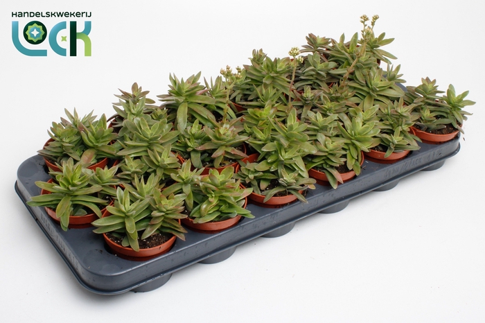 <h4>Crassula Falcata</h4>