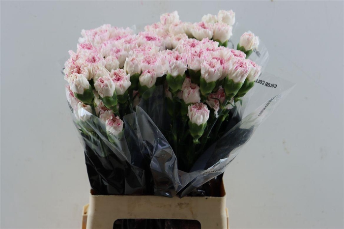 <h4>Di St Yukari Cherry</h4>