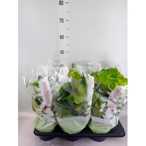 Epipremnum pinn.   HG