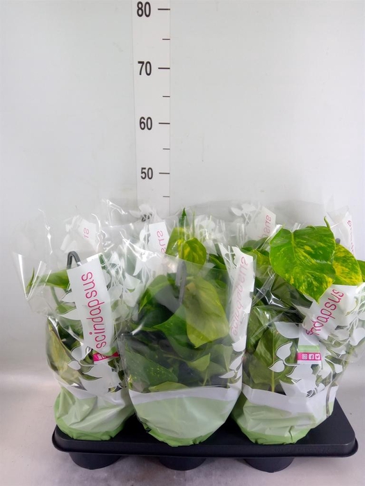 <h4>Epipremnum pinn.   HG</h4>