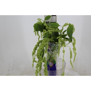 AMARANTHUS VERDE 070 CM VERDE