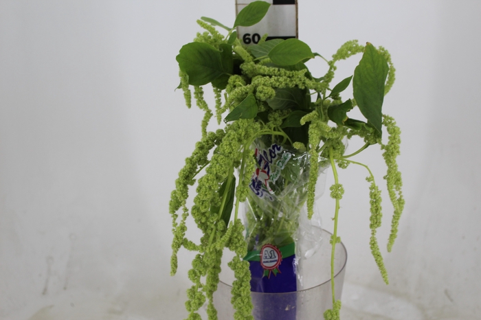 <h4>AMARANTHUS VERDE 070 CM VERDE</h4>