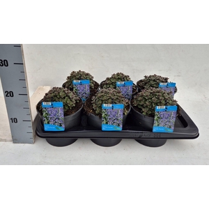 Nepeta (Faassenii Grp) Purrsian Blu