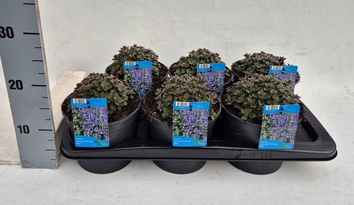 <h4>Nepeta (Faassenii Grp) Purrsian Blu</h4>