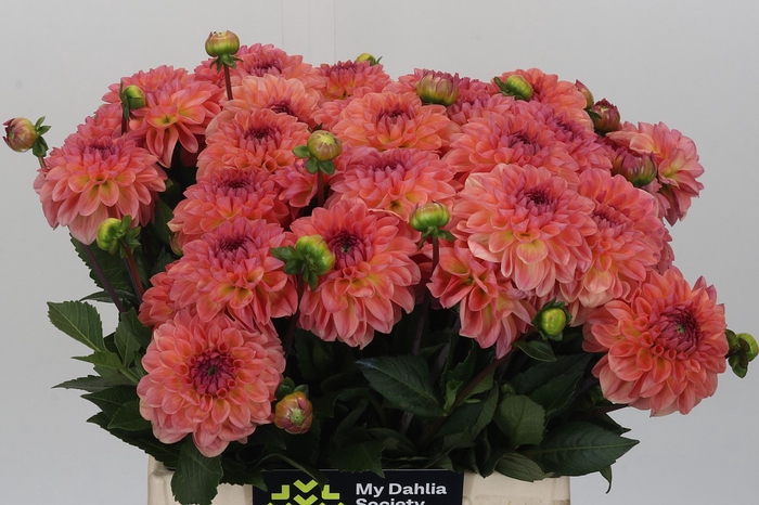<h4>Dahlia Chanel</h4>