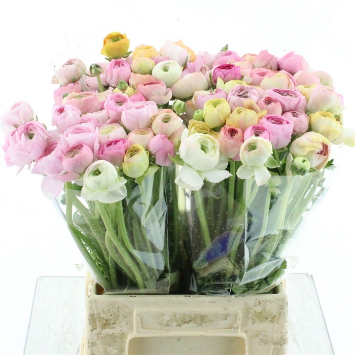 <h4>Ran El Pink Mix In Bunch</h4>