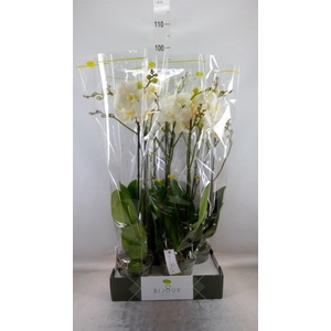 Phalaenopsis   ...white