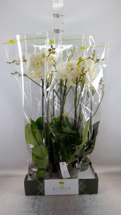<h4>Phalaenopsis ...white</h4>