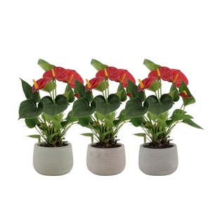 Anthurium Diamond Red in Oslo ceramics