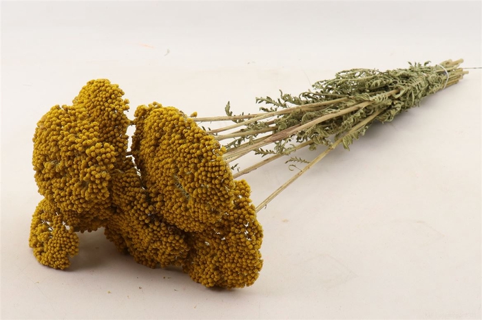 <h4>Bunch Achillea Slv 100g L60</h4>