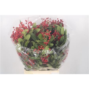 Photinia Berrry Red Per Bunch