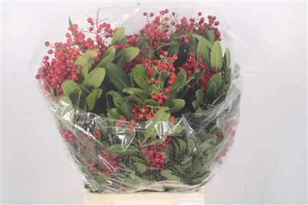 <h4>Photinia Berrry Red Per Bunch</h4>