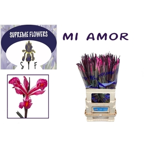 IRIS OV