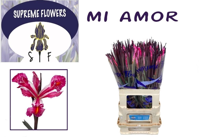 <h4>IRIS OV MI AMOR</h4>