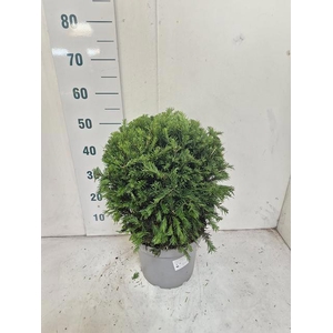 TAXUS M GROENLAND