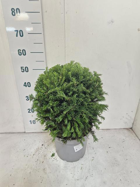<h4>TAXUS M GROENLAND</h4>
