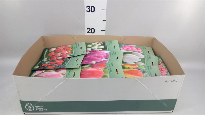 <h4>.Tulipa (bulbe)</h4>