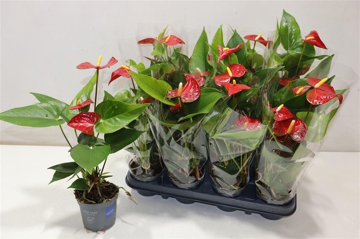 <h4>Anthu An Karma Red</h4>