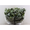 Euca Cinerea Short 150gr P Bunch S A