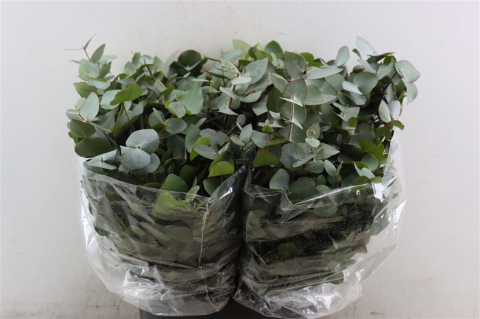 Euca Cinerea Short 150gr P Bunch S A