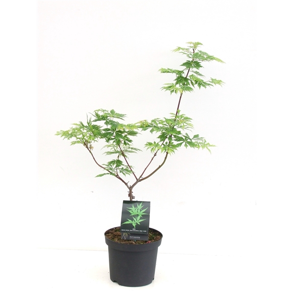 <h4>Acer japonicum 'Aconitifolium' P26</h4>