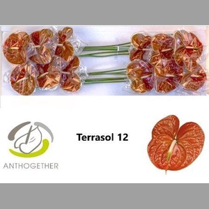 Anth A Terrasol