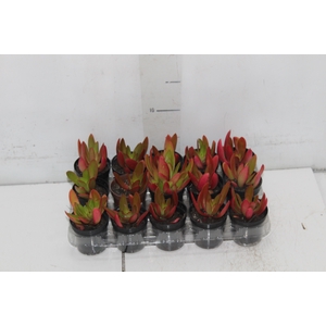 SUCULENTAS CRASSULA CAPITELLA CAMPFIRE P06